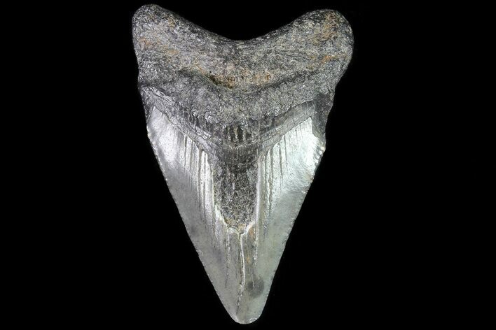Juvenile Megalodon Tooth - Georgia #83630